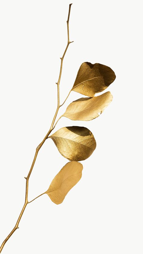 Eucalyptus round leaves painted in gold design element | free image by rawpixel.com / Teddy Rawpixel White And Gold Wallpaper, Off White Background, Gold Wallpaper Iphone, Atelier Cologne, Afrique Art, Cute Black Wallpaper, Image Nature, Gold Stickers, Gold Aesthetic