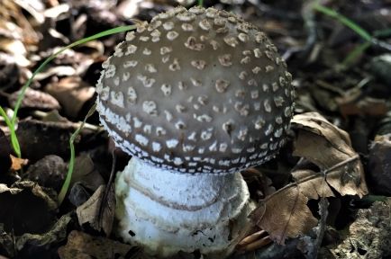 Grey Spotted Amanita Grey Mushroom, Mushroom Guide, Mushroom Identification, Dark Red Brown, Wild Mushroom, Mushroom Fungi, Wild Mushrooms, Safety Tips, Botany