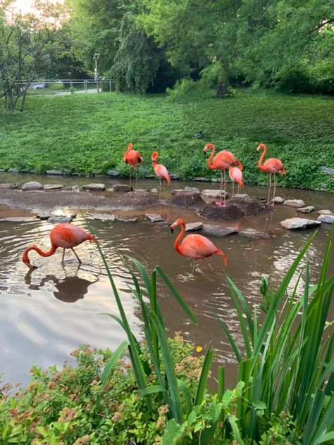 Zoo Day Aesthetic, Zoo Aesthetic Wallpaper, Therian Moodboard, Flamingo Aesthetic, Zoo Aesthetic, Cute Zoo Animals, Lawn Flamingos, Summer Animals, Wild Animal Sanctuary