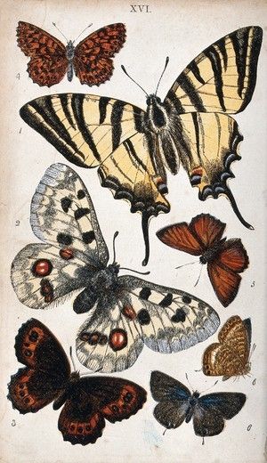 British Butterflies, Wellcome Collection, Moth Art, Butterfly Drawing, Butterfly Fairy, Old Images, Vintage Butterfly, Butterfly Art, Photo Collage