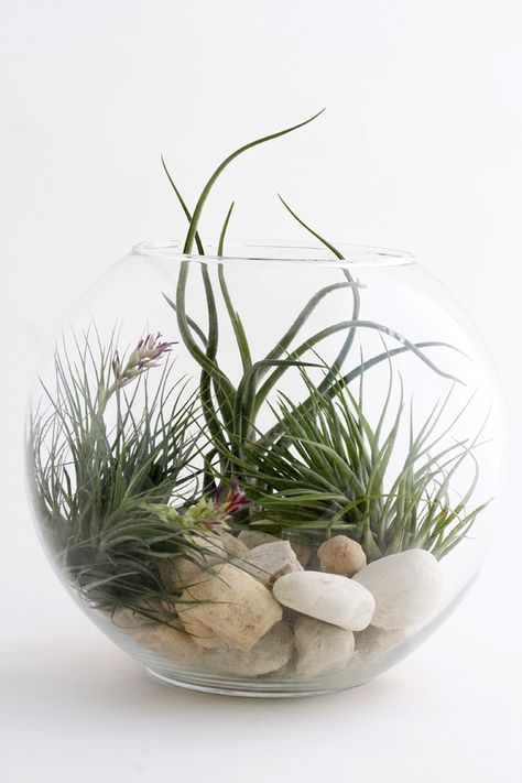 Explore twigterrariums photos on Flickr. twigterrariums has uploaded 184 photos to Flickr. Air Plants Diy, Tanaman Sukulen, Air Plant Garden, Plant Display Ideas, Air Plants Decor, Gubahan Bunga, نباتات منزلية, Air Plant Display, Tillandsia Air Plant