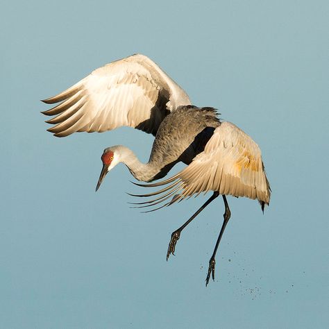 Sandhill Crane Bird Legs Reference, Miss Video, Crane Drawing, Sandhill Cranes, Tattoo Animal, Sandhill Crane, Crane Bird, Bird Tattoo, Herons