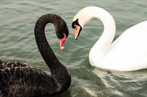 https://flic.kr/p/mSoTnF | Swan Lake in Love | Black and white swan in love. (Isar, Bavarian, Germany) Nature, Black Swan Animal, Black And White Swan, Swan Animal, Black Swans, Love Black And White, Swans Art, Mute Swan, Swan Queen