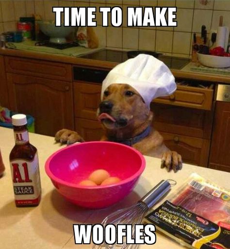 I see this with our bassett hound, Fritzee -- she would do about anything for waffles! Dog Puns, Easy Dog Treats, Funny Animal Pictures, Dog Memes, Funny Animal, Animal Memes, Bones Funny, Dog Pictures, Pitbull