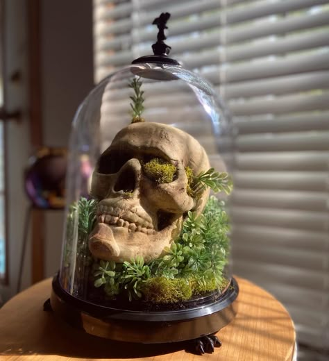 Skull, Faux succulent and greenery: Michaels Cloche: Target 💀🌿 IG: kyla_kie Skull In Cloche, Spooky Cloche Ideas, Diy Halloween Cloche Ideas, Floral Skull Decor, Halloween Succulent Ideas, Creepy Cloche, Skull Cloche, Cloche Halloween, Skull Terrarium