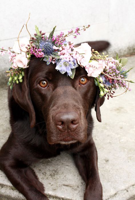 Chocolate Lab | DIY Flower Crown for Dogs | Dogs at Weddings Chocolate Labs, Wreath Garland, Love My Dog, Airedale Terrier, Chocolate Lab, Pit Bulls, Main Game, Dog Photography, Sweet Animals