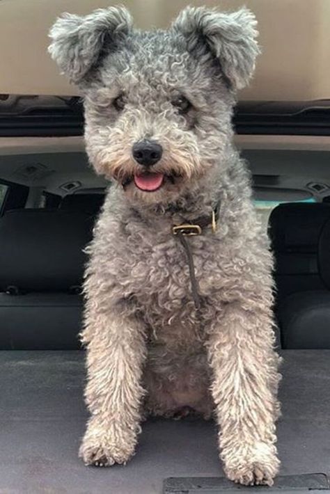 Pumi Dog, Hungarian Dog, Dog List, Herding Dogs, Airedale Terrier, Puppy Breeds, Dog Obedience, Sweet Dogs, Dog Training Obedience