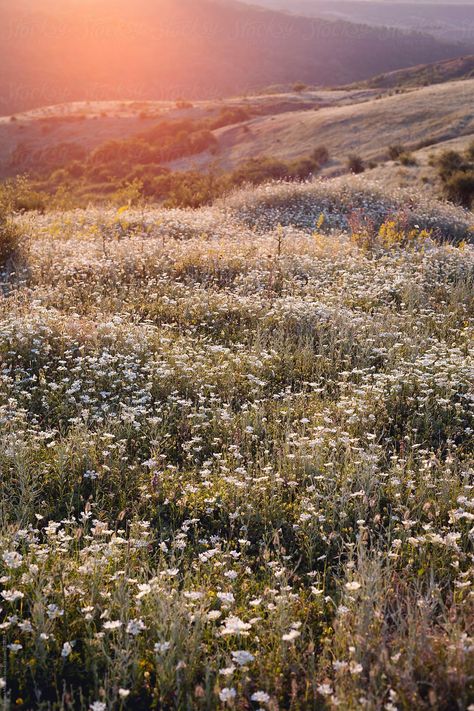 Flower field at sunset in Serbia Grasses, Art Journals, Field Aesthetic, Belle Nature, Spring Aesthetic, Garden Cottage, Nature Aesthetic, Flower Field, Pretty Places