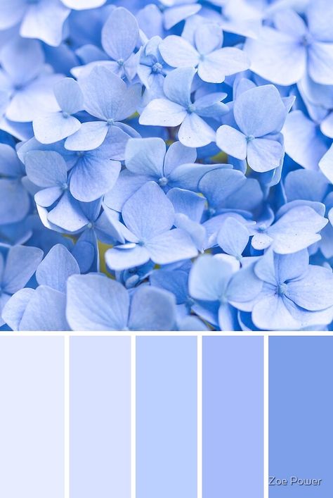 "Pastel blue Hydrangea Colour Palette" by Zoe Power | Redbubble Color Boards, Hydrangea Colors, Blue Color Palette, Color Schemes Colour Palettes, Blue Palette, Blue Theme, Pastel Colour Palette, Pastel Palette, Blue Colour Palette