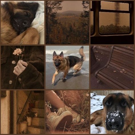 German shepherd moodboard!! #germanshepherd #moodboard #moodboardaesthetic #therian Shepherd Dog, Pretty Little Liars, Pet Shop, German Shepherd, Mood Boards, Mood Board, Dogs, Animals, On Instagram