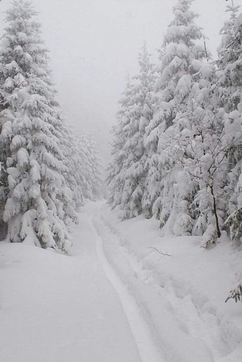 Forest Winter Aesthetic, Winter Asthetics Photos, Snow Forest Aesthetic, Wallpaper Winter, Winter Road, Snow Forest, Snow Pictures, Home Decor Ideas Living Room, Snowy Forest