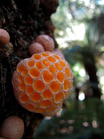 Pretty Fungi, Fungi Species, Fantastic Fungi, Weird Fruit, Clay Mushroom, Mushroom Pictures, Weird Plants, Slime Mould, Needle Felting Tutorials