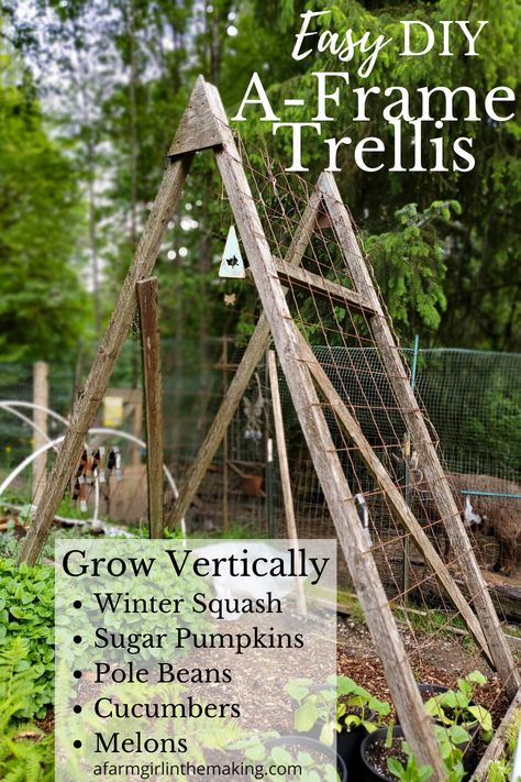 Want a way to increase your growing space? Go Vertical over your raised beds. Grow pole beans, squash, melons, cucumbers, and more by going up and making the most of vertical space to grow more food in your backyard garden. Get the instructions for your DIY trellis now! A Frame Squash Trellis, Diy Trellis Sticks, Squash Trellis Ideas Diy, Melon Garden Ideas, Watermelon Garden Trellis, Growing Melons In Raised Beds, Squash Trellis Diy, Vertical Watermelon Garden, Growing Squash On A Trellis