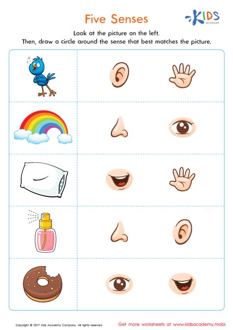 Senses Worksheets Kindergarten, 5 Senses Worksheet Kindergarten, Worksheet 5 Senses, Playschool Worksheets, My Senses Worksheets, 5 Senses Activity For Preschoolers, Five Senses For Preschool, Five Senses Preschool Worksheets, The 5 Senses Preschool Activities