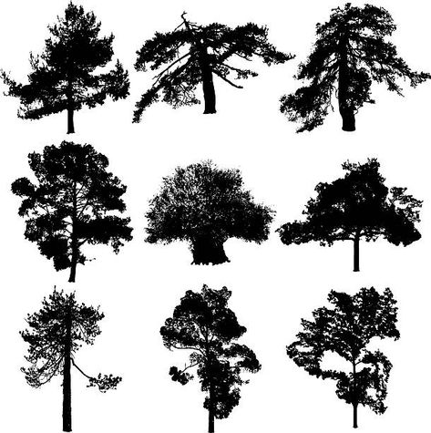 67 Yew Tree High Res Illustrations - Getty Images Yew Tree Illustration, Yddrasil Tree, Yew Tree, Black Sketch, Tree Study, Tree Images, Tree Logos, Tree Illustration, Tree Silhouette