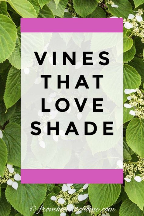 Need to hide an unattractive view or cover a fence in your shade garden? These flowering vines for shade will do the job and look pretty doing it. | Climbing Plants and Vines Vines That Grow In Shade, Shade Loving Climbing Perennials, Shade Vines Perennial, Shade Vines, Vines For Shade, Shady Backyard, Perennial Flowering Vines, Part Shade Perennials, Fast Growing Climbers