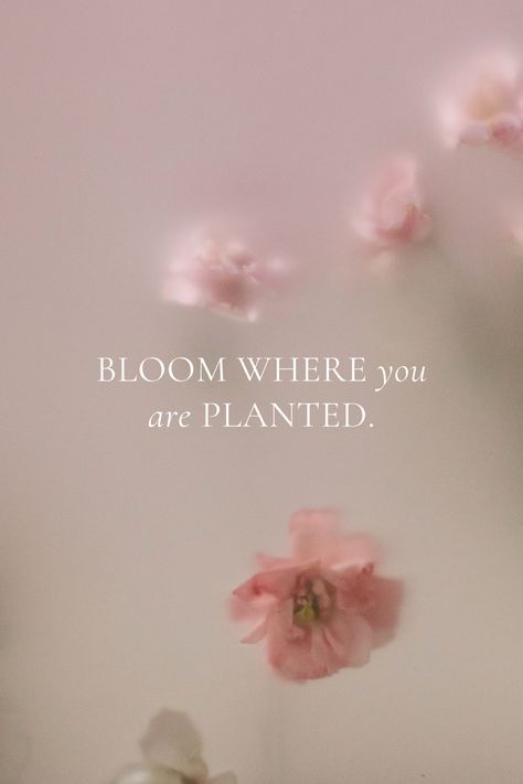 🌺 Blooming is not just for flowers 🌺 Wherever life takes you, remember that you have the power to thrive right where you are. Embrace your current surroundings, adapt, and grow. Just like a flower that blossoms in unexpected places, you have the potential to thrive beautifully. Trust the process, trust yourself, and bloom where you are planted. 💚✨ #BloomWhereYouArePlanted #EmbraceYourJourney #GrowAndFlourish Every Flower Blooms In Its Own Time, Bloom Like A Flower Quotes, Bloom Where You Are Planted Quote, Bloom Photoshoot, Quotes About Flowers Blooming, Photoshoot Business, Rumi Quotes Soul, Bloom Quotes, Life Wisdom