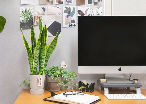 Plants For Office Desk, Cubicle Plants, Wild Interiors, Indore Plants, Work Cubicle Decor, Best Office Plants, Office Plants Desk, Motivation At Work, Workplace Motivation