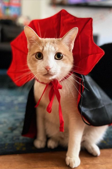 Cat Vampire Costume, Halloween Costumes Cat, Cat Outfits Pets, Cat Halloween Costume Pet, Costumes For Cats, Vampire Cloak, Wizard Outfit, Halloween Costumes For Pet, Diy Pet Costumes