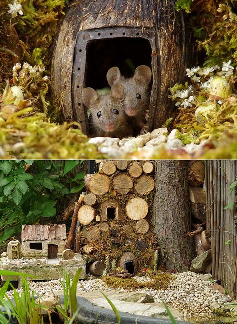 Treating the local mice population to an upgrade. Miniature Village, Country Garden Decor, Mouse House, French Country Garden, Natural Pest Control, Gardening Books, Companion Planting, Country Gardening, Garden Styles