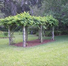 how to build a grape arbor    This reminds me so much of the grape arbor outside my Grandma and Grandpa's house in South Carolina when I was growing up.  Delicious fat white concord grapes! Grape Vine Trellis, Grow Grapes, Arbor Ideas, Grape Trellis, Grape Arbor, Vine Trellis, Garden Vines, Garden Arbor, Growing Grapes