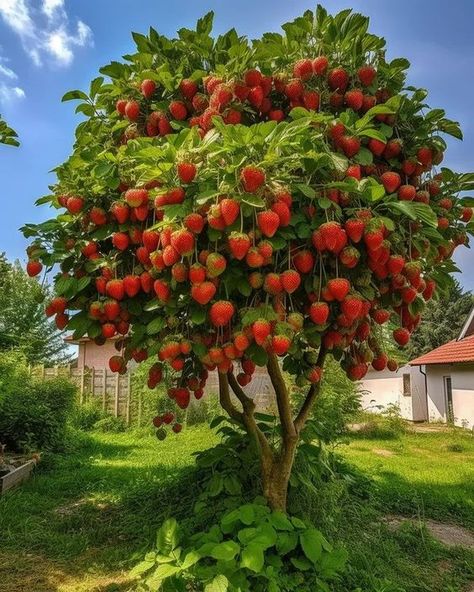 рrovide Fruit Tree Aesthetic, Trees Backyard, Fruit Trees Backyard, Giant Strawberry, Strawberry Tree, Abstract Wallpaper Design, Poultry Farm, Beautiful Fruits, Fruit Plants