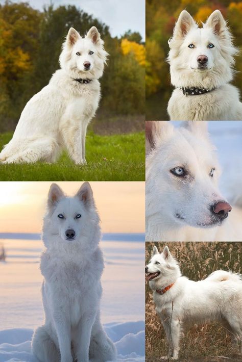 Yakutian Laika Dog breeds usa Yakutian Laika Dogs, Dogs Tattoo Ideas, Yakutian Laika, Dog Ear Tattoo, Protective Dog Breeds, Laika Dog, Unique Dogs, Anime Puppy, Tattoos Animals