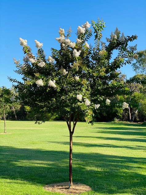 Screening Trees, Organic Liquid Fertilizer, Myrtle Tree, Crepe Myrtle, Street Trees, Sandy Soil, Clay Soil, Soil Health, Soil Improvement