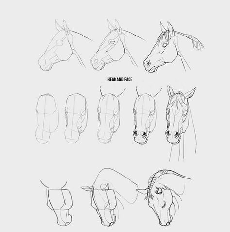 How To Draw Horses, Horse Drawing Tutorial, Horse Head Drawing, Drawing Horses, Horse Art Drawing, Painted Horses, Horse Sketch, Horse Anatomy, Horse Drawing