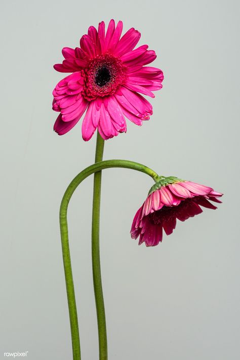 Pink Gerber Daisy, Campanula Flowers, Gerbera Daisy Bouquet, Pink Gerbera Daisy, Pink Flowers Photography, Flower Reference, Flowers Collage, Floral Design Classes, Flower Identification