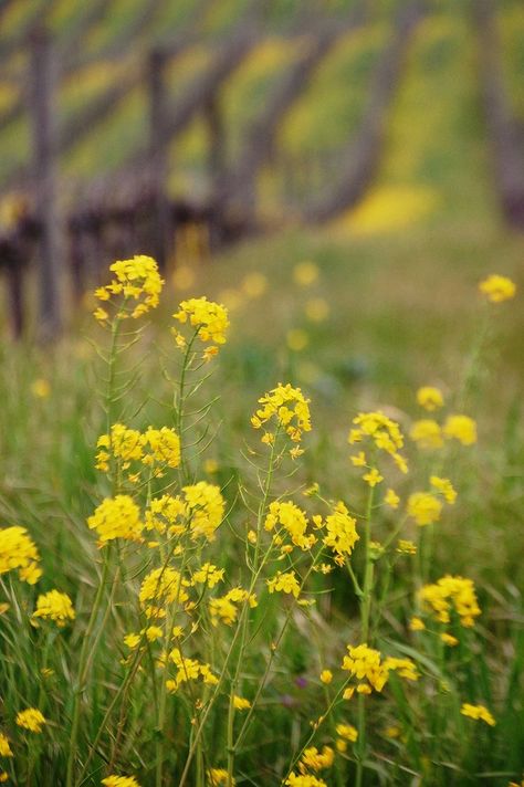 Explore 24thcentury photos on Flickr. 24thcentury has uploaded 1699 photos to Flickr. Wild Mustard, Prairie Flowers, Bach Flowers, Flower Varieties, Prairie Flower, Bach Flower Remedies, Yellow Fields, Mustard Flowers, Yellow Sunshine