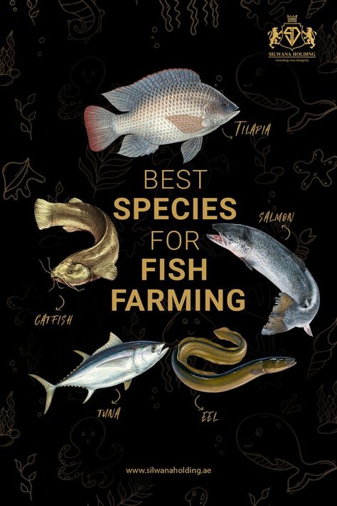 5 Top Fish Types Fish Farming Ideas, Raising Tilapia, Tilapia Fish Farming, Farming Fish, Supermarket Ideas, Water Engineering, Best Fish For Aquaponics, Aquaculture Fish, Animal Farming