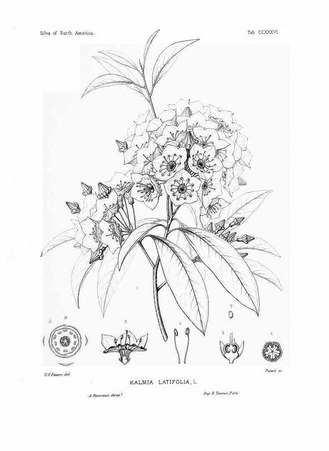 mountain laurel botanical drawing Mountain Laurel Illustration, Mountain Laurel Tattoo Simple, Mountain Laurel Flower Tattoo, Appalachian Mountain Tattoo, Laurel Flower Tattoo, Mountain Laurel Drawing, Kalmia Flower, Laurel Drawing, Appalachian Wildflowers