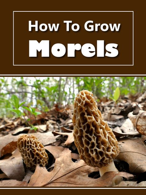 How To Grow Morel Mushrooms, How To Grow Mushrooms At Home, Mushrooms In Garden, Nail Mushroom, Mushrooms In Forest, Growing Morel Mushrooms, Moral Mushrooms, Tattoo Mushroom, Grow Mushrooms At Home