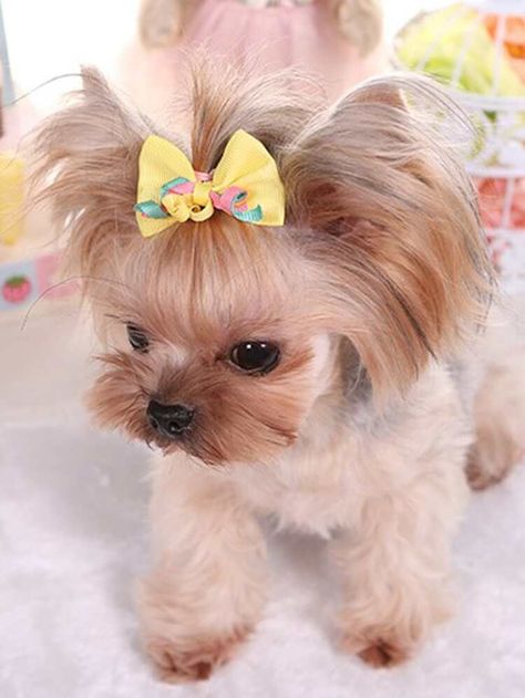 3pcs Bow Shaped Pet Hair Tie | SHEIN USA Dogs With Bows In Hair, Dogs With Bows, Bows In Hair, Dolly Hair, Beautiful Photos Of Nature, Dog Hair, Cute Dog, Hair Tie, Pet Hair