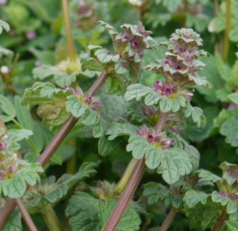 Wild foraging in Missouri Ozarks (February) | Nature's News Ground Ivy, Wild Crafting, Wild Foraging, Herbs Plants, Wild Food Foraging, Wild Herbs, Native Foods, Edible Wild Plants, Tiny White Flowers