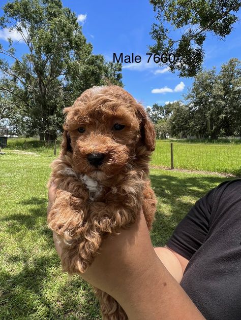 Mini Goldendoodle Puppies For Sale near Miami, FL Mini Goldendoodle Full Grown, Full Grown Mini Goldendoodle, Micro Mini Goldendoodle, Goldendoodle Full Grown, Summer Puppy, Mini Goldendoodle Puppies, Open Door Policy, Southern Florida, Goldendoodle Puppy For Sale