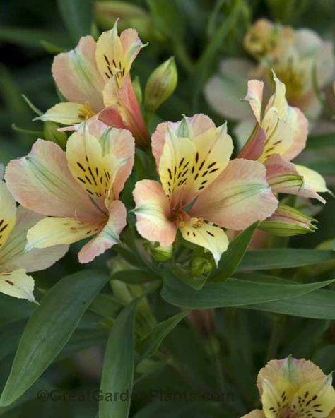 Alstroemeria Inca Ice -  Hardy to Zone 5. Wonderful cut flower lasts up to 14 days. Peruvian Lily, 10 Flowers, Peruvian Lilies, Summer Flowering Bulbs, Flower Identification, Zone 10, Grow Gorgeous, Fragrant Garden, Perennial Border