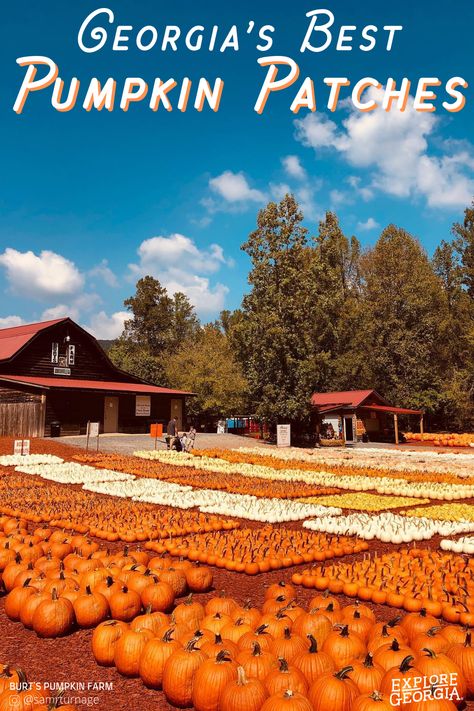 The best pumpkin patches in Georgia. Famous Haunted Houses, Georgia Getaways, Georgia State Parks, Best Pumpkin Patches, Farm Visit, Leaf Peeping, Georgia Travel, Pumpkin Patches, Georgia Mountains