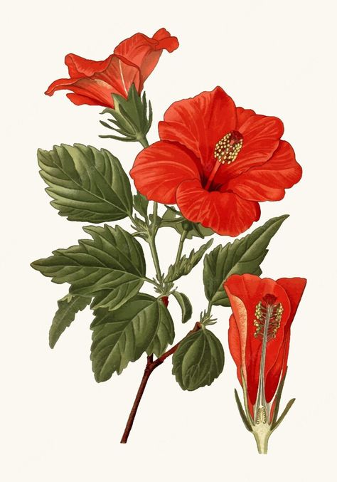 Premium Vector | A vintage illustration of a hibiscus flower Hibiscus Illustration, Hardy Hibiscus, Botanical Flower Art, Green Cherries, Tropical Hibiscus, Hibiscus Flower, Flower Prints Art, Vintage Wall Decor, Botanical Flowers