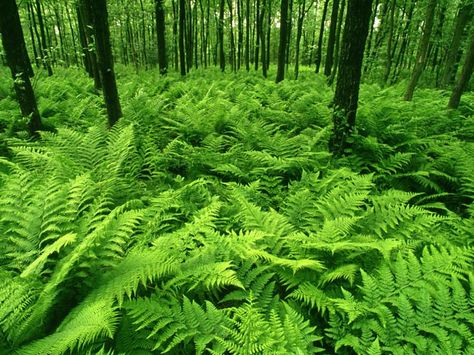 Ferns looks so cool and peaceful. Green Nature Wallpaper, Fern Forest, Fern Wallpaper, Fern Plant, Woodland Garden, Simple Green, Tropical Landscaping, Green Nature, Shade Garden