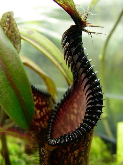 nepenthes hamata x edwardsiana Insect Eating Plants, Dangerous Plants, Month April, Goth Garden, Weird Plants, Gothic Garden, Plant Fungus, French Country Garden, Pitcher Plant