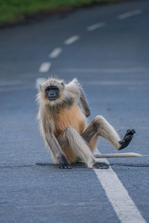 Monkey sitting on the road German Boys, Instagram Couples, Couple Selfies, Climb Trees, Funny Captions, Stand Up Comedy, Smiles And Laughs, Primates, Instagram Captions