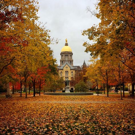 University of Notre Dame Notre Dame Wallpaper, Notre Dame Baby, Notre Dame Campus, Notre Dame Indiana, Noter Dame, Romanticise Life, Notre Dame College, Alabama College Football, Saint Marys College