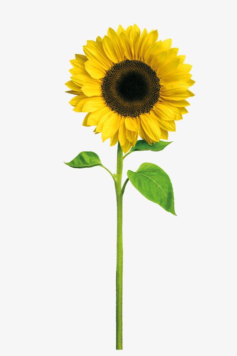 Sunflower Vector, Sun Png, Yellow Png, Konosuba Wallpaper, Sunflower Clipart, Flowers Graphic, Sunflower Pictures, Sun Flowers, Sunflower Garden