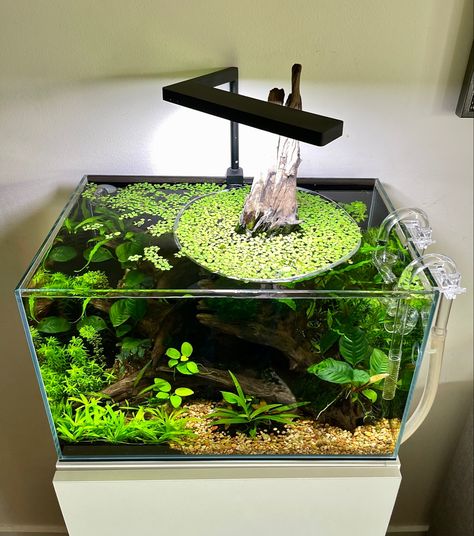 Fish Tank Ideas Natural, Rock Aquascape, 10 Gallon Fish Tank Ideas, Modern Fish Tank, Driftwood Aquascape, Betta Fish Tank Ideas, Aqua Scape, Tank Terrarium, Fish Tank Themes