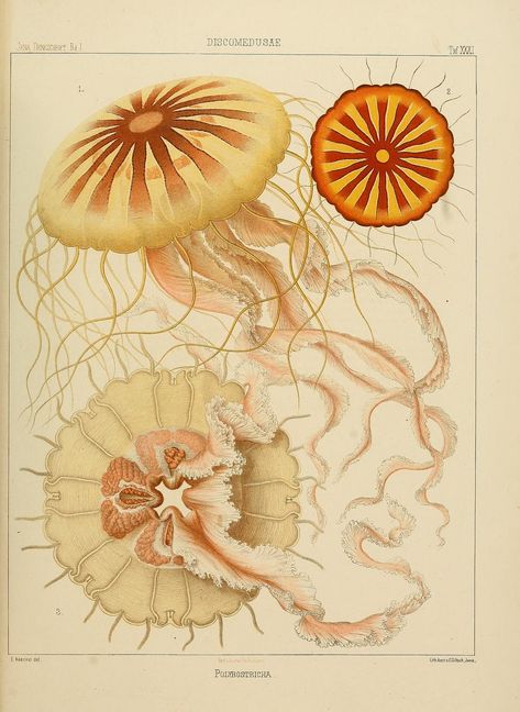 n134_w1150 | by BioDivLibrary Jellyfish Species, Charles Darwin, Scientific Illustration, Illustration Vintage, Jena, Science And Nature, Mini Art, Natural History, Jellyfish