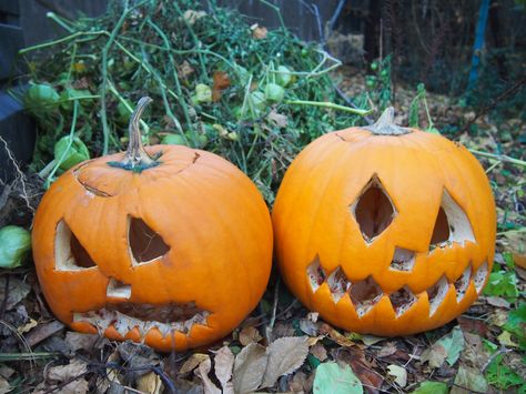 Ghosts and goblins have are all asleep. What's one to do with Mr. Lantern, post Halloween? No fear - there are just two easy steps to compost pumpkins. How To Compost, Types Of Pumpkins, Carved Pumpkins, Festive Centerpieces, Roasted Pumpkin Seeds, Pumpkin Butter, Fall Breakfast, Lantern Post, Fruit Breakfast