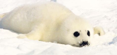 Seal Banner, Cute Seal Videos, Seal Pfp Silly, Seal Gif, Seal With Ball On Nose, Seal Silly, White Gif, Baby Harp Seal, Cutest Animals On Earth