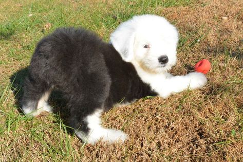 Roland Hills Farm Sheepdogs Has Old English Sheepdog Puppies For Sale In Richards, MO On AKC PuppyFinder Old English Sheepdog Cake, Old English Sheepdog Grooming, English Sheepdog Puppy, Labradoodle Grooming, Sheepdog Puppy, Sheep Dog Puppy, Old English Sheepdog Puppy, Old Sheep Dog, Old Sheepdog English